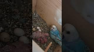 perusi#papagali #parrots #babyes #nest #budgies