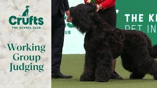 Working Group Judging | Crufts 2024