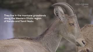 Documentary video - "western ghats: A Biodiversity Treasure