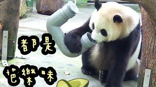 圓寶把鼻子塞到水管一直聞，圓寶說：香香的|熊貓貓熊The Giant Panda Yuan Yuan and Yuan Bao|台北市立動物園