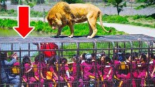 把遊客關在籠子裡的野生動物園