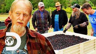 Mark & Digger Turn TONS Of Grapes Into Brandy Moonshine! | Moonshiners