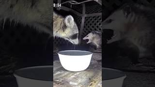 Injured raccoon and opossum face off - visit the family - bear - fox -hawk - like you've never seen