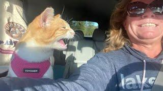 Energy of Normal Cats  Funny and Cute Cats Videos