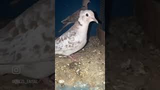 ياكريم قرزل من الحلال قمري زاجل rinkneck dove