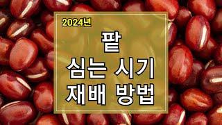 2024년 팥 심는 시기 및 재배방법 알아보기