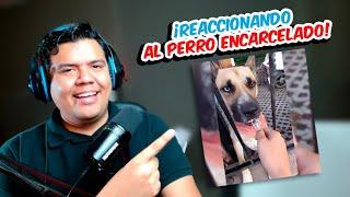 ¡No Creerás lo que Dice Este Perro en la Entrevista! 