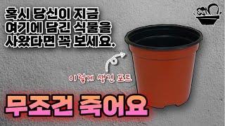 당신의 식물이 매번 약속한 듯이 석달 후에 죽는 이유 / 식소남 미카엘 SSN MIKAEL