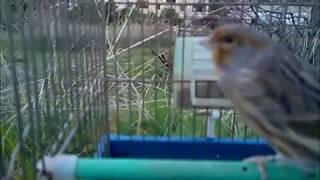 Canari chant chardonneret 2parti