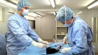 D. Siegfried BlockGmbH - Dr. Block - Fresh Live Cell Therapy