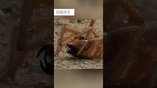 It squeaks and runs faster than you. Salpuga, Camel spider, Phalanx #shorts