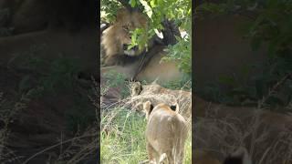 Lion King in the flesh #lions #lioncubs #cubs #malelion #cute #lionking #bigcatswildlife #lionlove