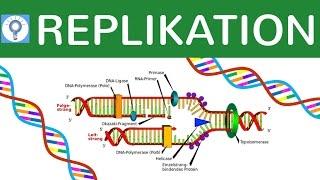 DNA Replikation / Vervielfältigung einfach erklärt - Verlauf, Replikationsenzyme, Replikationsfehler