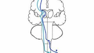 sensory examination :  Dorsal Column-Medial Lemniscus