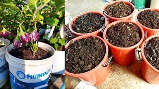 പുട്ടുപോലെ കരിയില പൊടിക്കാം /Leaf compost