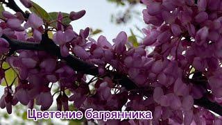 Багрянник/ Cercis. Цветение багрянника!