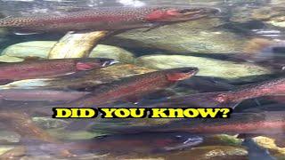 DID YOU KNOW THIS ABOUT RAINBOW TROUT #shorts