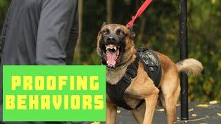 3 Things to Help Train Any Dog | Proofing | Grassroots K9