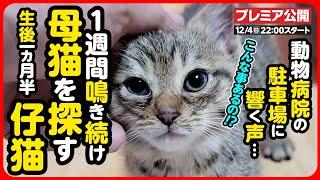 【子猫保護】動物病院に行ったら、なぜか子猫を保護することになりました...