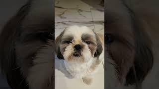 Shih Tzu sad and pensive  #shorts