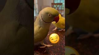 Torn between two women! #mom and #tinkerbell #talkingbird #talkingparrot #cuteanimals #funnyanimals