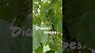 #Grapes of Diamoro Village