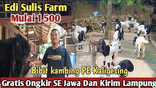 1 500...!! GRATIS ONGKIR SE JAWA KAMBING PE KALIGESING#bibitkambing #kambingpe #hargakambing