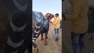 Qurbani ka janwar Mashallah | Eid ul Adha #shortsvideo #bakraeid #mandi #qurbanistatus