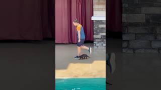 Otter