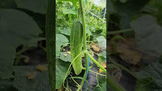 #자급자족 첫수확 수미감자도풍년  오이도상큼  애호박도 대박 로메인상추꽃 또예뻐요250616 Monday