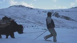 Yak Roundup & Monastery Stay at Stongde Village, Zanskar