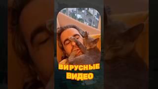 ВИРУСНЫЕ ВИДЕО / Подборка смешных животных 