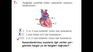 6. Sınıf Fen Bilimleri 1. dönem 2. yazılı MEB örnek sınav soruları #mebörneksınavsoruları #fen6sınav