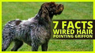 WIRED HAIR POINTING GRIFFON | 7 Facts About the Wired Har Pointing Griffon