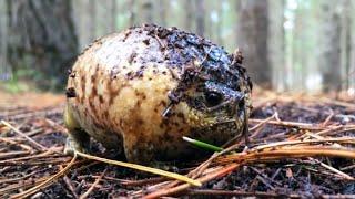 Inflatable Frog Found In A Forest