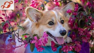  The Most Poisonous Houseplants for Dogs - TOP 10 Most Toxic Houseplants for Dogs!