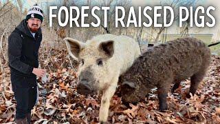 Raising Pigs in the Woods (Rotational Grazing)