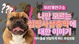 심장사상충약 과잉진료 하지마세요! #우리개연구소 #심장사상충 #강아지건강관리
