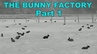 Pest Control No 12. THE BUNNY FACTORY. Part 1