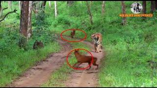 Tiger surrounded by Dholes ||  புலியை சுற்றிவளைத்த செந்நாய் கூட்டம்