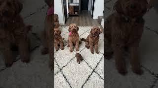 Meet Lavender, her half siblings, and dad #puppy #goldendoodle #cutedog