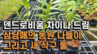 덴드로비움 차이나드림 삼남매의 농원 나들이