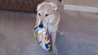 HILARIOUS DOGS Being Weird  NEW Funniest Dogs Video 2025