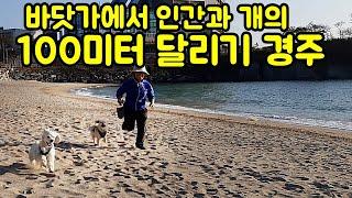 인간과 개의 숨막히는 100미터 달리기 경주(바닷가에서)#달리기시합