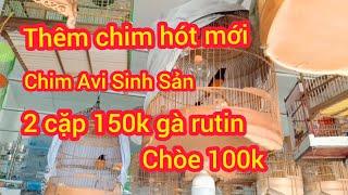 02/11/24 nay e về thêm chim hót giá mềm chòe 100k, gà 150k 2 đoi, gà tre bắc, gà serama, chim avi