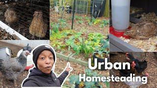 The Best Way To Start Your Urban Homestead Might Surprise You! This Video Is Not What You Think!