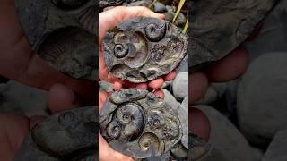 The ammonites inside are around 185 Million Years Old, older than most of the land dinosaurs! 