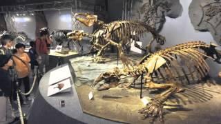 Prehistoric mammals in The Japan News