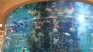 Two men inside the largest aquarium in Jeddah International Airport