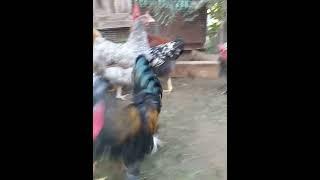 Новая птица на хозяйствеживём в деревне